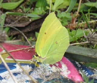 Kleopatra (Gonepteryx cleopatra)