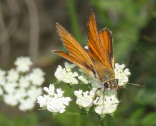 Sar Antenli Zpzp (Thymelicus sylvestris)