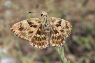 Hatmi Zpzp (Carcharodus alceae)