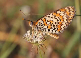 Gzel parhan (Melitaea trivia)