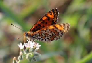 Gzel parhan (Melitaea trivia)