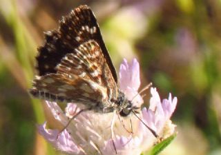 Kzl Zpzp (Spialia orbifer)