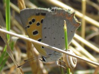 Benekli Bakr Gzeli (Lycaena phlaeas)