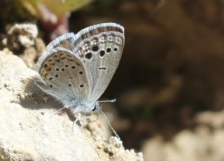 Anadolu Turan Mavisi (Turanana panagaea)