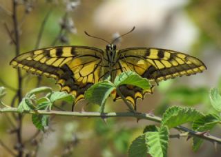 Krlangkuyruk (Papilio machaon)