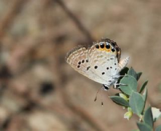 Mcevher Kelebei (Chilades trochylus)