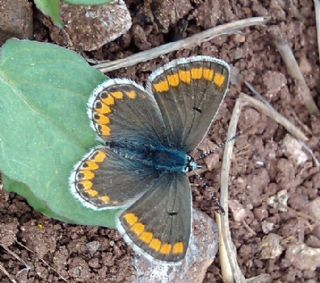 okgzl Esmer (Aricia agestis)