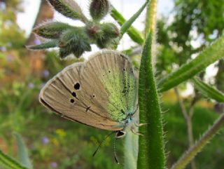 Karagz Mavisi (Glaucopsyche alexis)