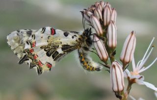 Orman Fistosu (Allancastria  cerisyi)