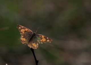 itlembik Kelebei (Libythea celtis)