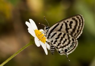 Balkan Kaplan (Tarucus balkanicus)