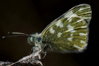 Yeni Beneklimelek (Pontia edusa)