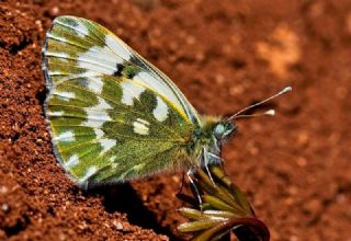 Yeni Beneklimelek (Pontia edusa)