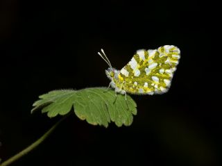 Da Oykls (Euchloe ausonia)