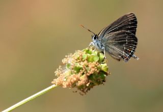 Minik Sevbeni (Satyrium acaciae)