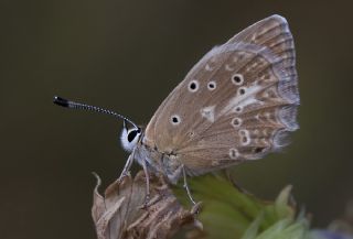 okgzl Dafnis (Polyommatus daphnis)