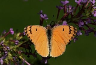 Mezopotamya Kolotisi (Colotis fausta)