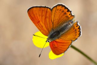 Kk Ate Gzeli (Lycaena thersamon)