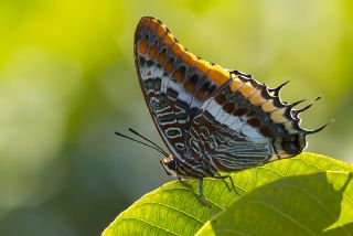 ift Kuyruklu Paa (Charaxes jasius )