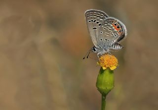 Mcevher Kelebei (Chilades trochylus)