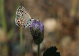 Mcevher Kelebei (Chilades trochylus)