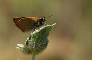 Sar Antenli Zpzp (Thymelicus sylvestris)