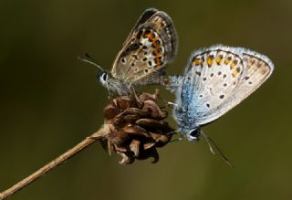 das Mavisi, Esmergz (Plebejus idas)