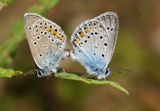 okgzl Amanda (Polyommatus amandus)