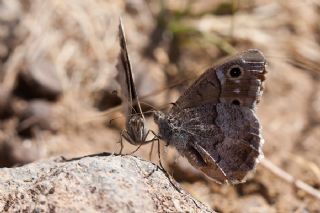 Aa Karamelei (Hipparchia statilinus)