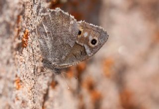 Aa Karamelei (Hipparchia statilinus)