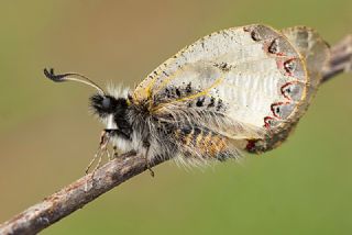 Yalanc Apollo (Archon apollinus)