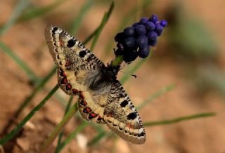 Yalanc Apollo (Archon apollinus)