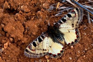 Yalanc Apollo (Archon apollinus)