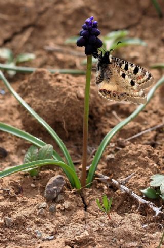 Yalanc Apollo (Archon apollinus)