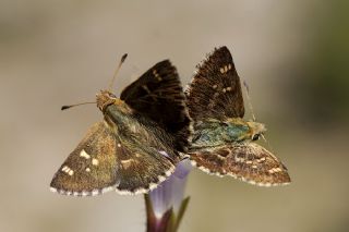 Akdeniz Zpzp (Muschampia proto)