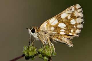 Kzl Zpzp (Spialia orbifer)