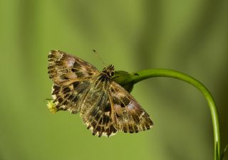 Hatmi Zpzp (Carcharodus alceae)