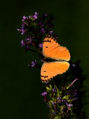 Mezopotamya Kolotisi (Colotis fausta)