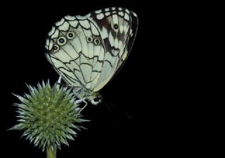 l Melikesi (Melanargia grumi)