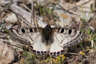 Yalanc Apollo (Archon apollinus)