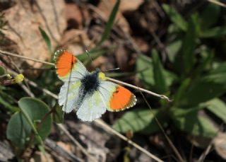 Step Ssls (Anthocharis gruneri)