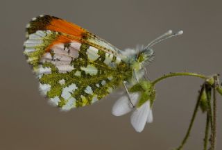 Step Ssls (Anthocharis gruneri)