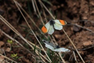 Step Ssls (Anthocharis gruneri)