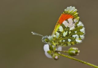 Step Ssls (Anthocharis gruneri)