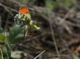 Step Ssls (Anthocharis gruneri)