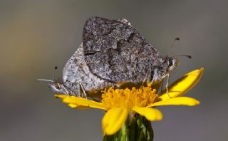 Kafkas Gzelesmeri (Erebia graucasica )