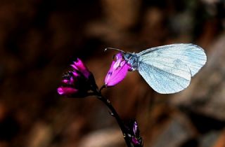 Narin Orman Beyaz (Leptidea sinapis)