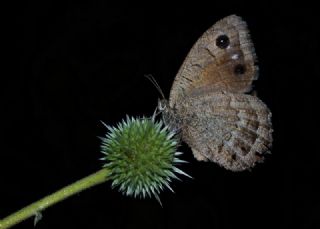 Hametli Pirireis (Satyrus ferulus)