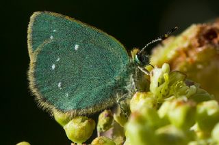 Ign Zmrt, Minikzmrt (Callophrys mystaphia)