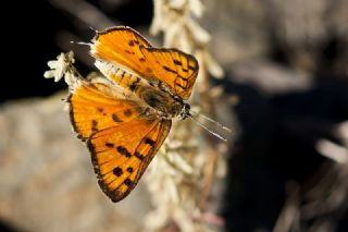 Uygur eytanc (Cigaritis uighurica)